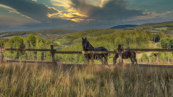 Two horses in a pasture in the mountains.