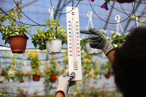 Mid adult florist working in a plant nursery, looking at thermometer. About 35 years old, African female.
