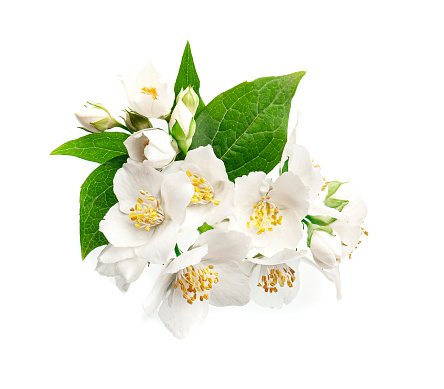Jasmines flowers on white backgrounds.