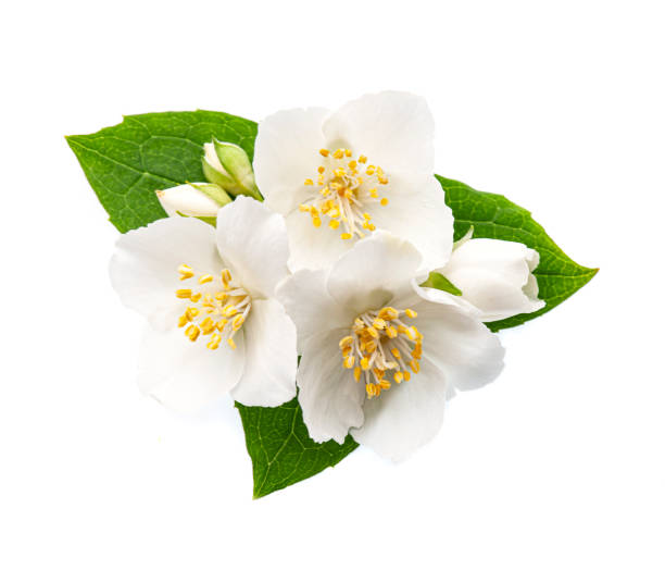istock White flowers of jasmine 1319476837