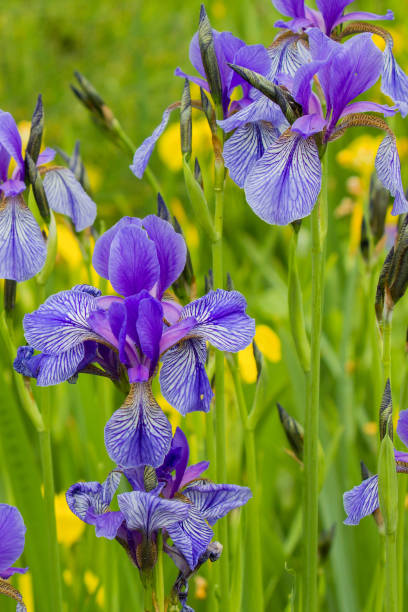 istock Colored flowered irises in the grass 1319477299