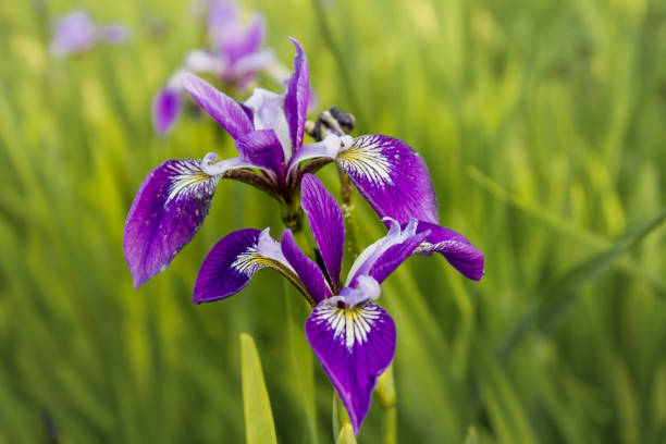 istock Colored flowered irises in the grass 1319477899