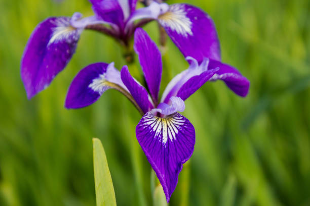 istock Colored flowered irises in the grass 1319477951