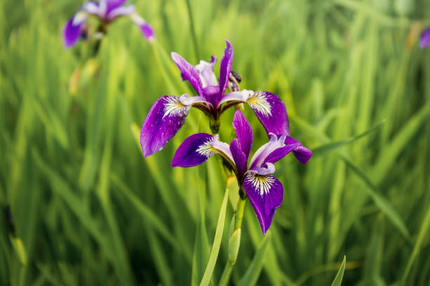 istock Colored flowered irises in the grass 1319477986