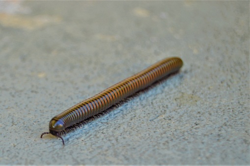 Eye level view of Ghana Speckled Leg Millipede aka Telodeinopus aoutii. Isolated on white background.