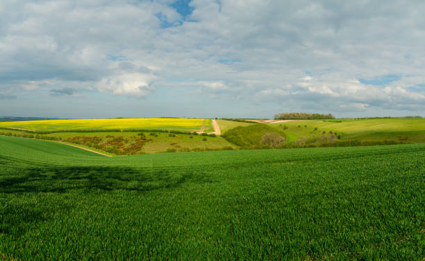 istock Yorkshire wolds with fields of wheat and oil seed rape under overcast sky. Sledmere, UK. 1319478448