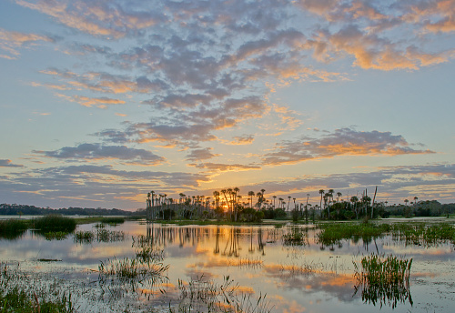 A vibrant sunrise in the beautiful natural surroundings of Orlando Wetlands Park in central Florida.  The park is a large marsh area which is home to numerous birds, mammals, and reptiles.