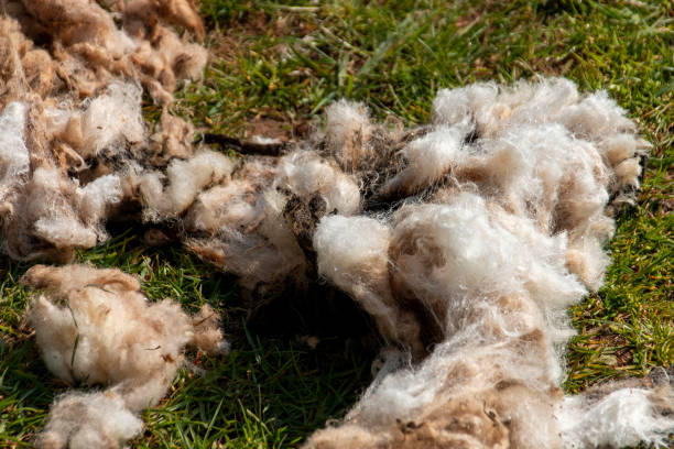 une vue de plan rapproché de laine de mouton qui a été pure et laissée dans un domaine ouvert - shaved sheeps photos et images de collection