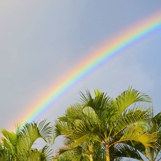 istock Rainbow in tropical brazil 1319479356