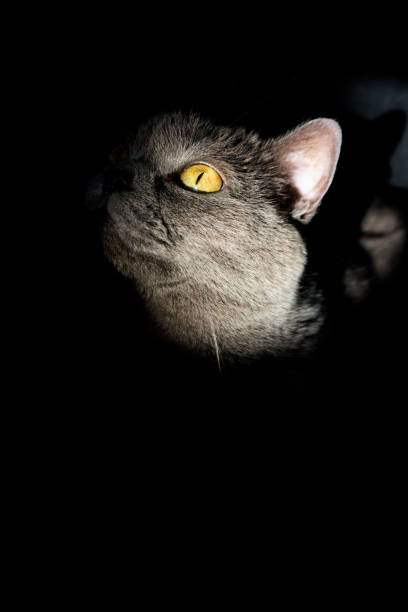 istock Domestic Cat british shorthair 1319479376