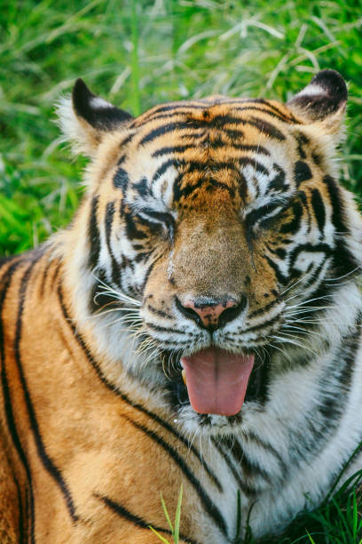 istock A portrait of a Sumatran tiger 1319479707