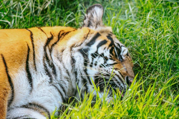 istock Sumatran Tiger in the grass 1319479724