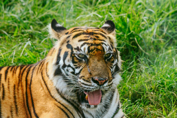 istock A portrait of a Sumatran tiger 1319480300