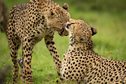 Close-up of cheetah lying licking one standing