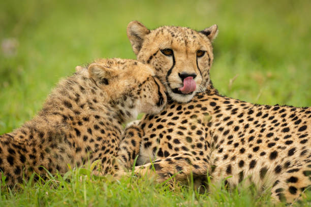 istock Close-up of cheetah lying nuzzled by cub 1319480504