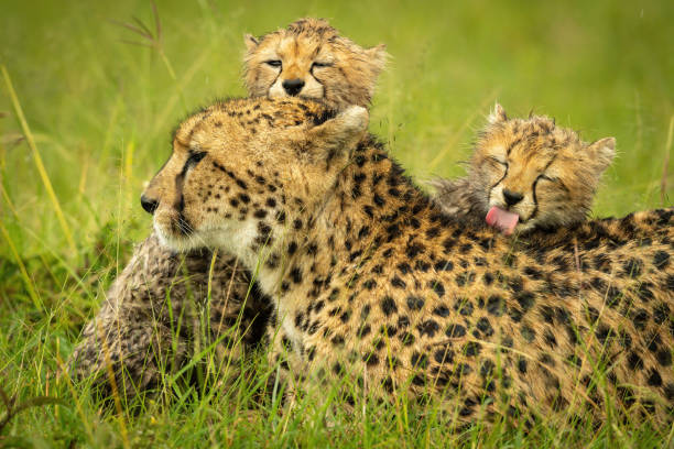 istock Close-up of cheetah lying licked by cubs 1319480510