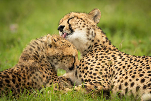 istock Close-up of cheetah lying licking her cub 1319480515