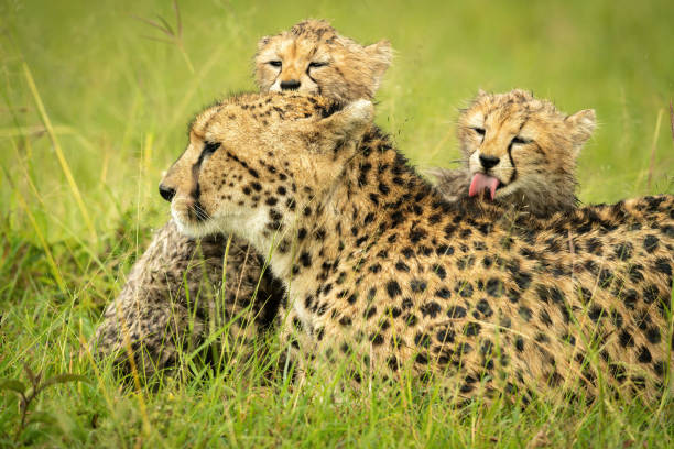istock Close-up of cheetah lying washed by cubs 1319480532