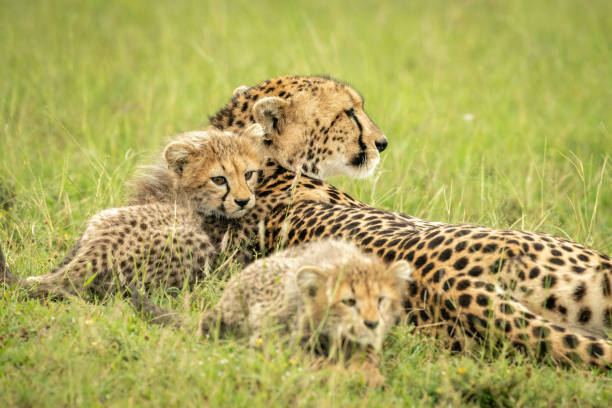 istock Close-up of cheetah lying with two cubs 1319480545