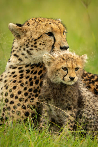 istock Close-up of cheetah lying next to cub 1319480558