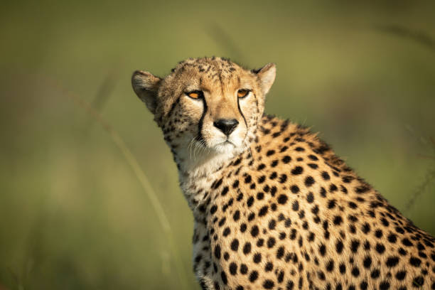istock Close-up of cheetah sitting turning head round 1319480566
