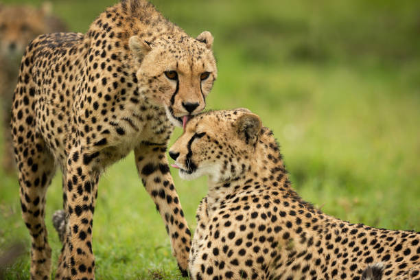 istock Close-up of cheetah standing licking one lying 1319480578