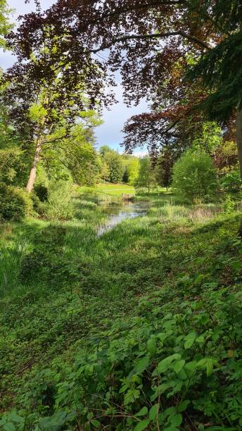 istock Through the trees to the pond 1319480583