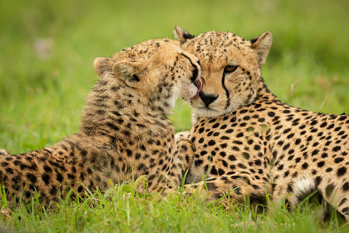 Close-up of cub lying down licking cheetah