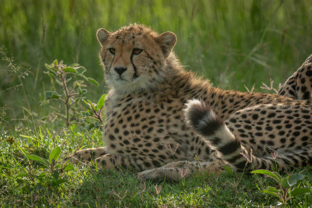 istock Close-up of cub lying on short grass 1319480621