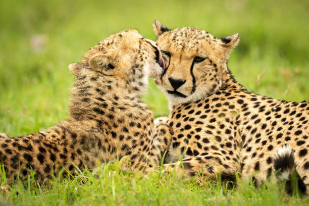 istock Close-up of cub lying down grooming cheetah 1319480683