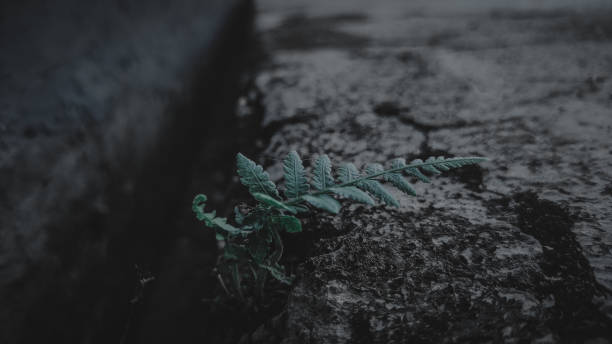 This is a plant that is exposed and left without treatment