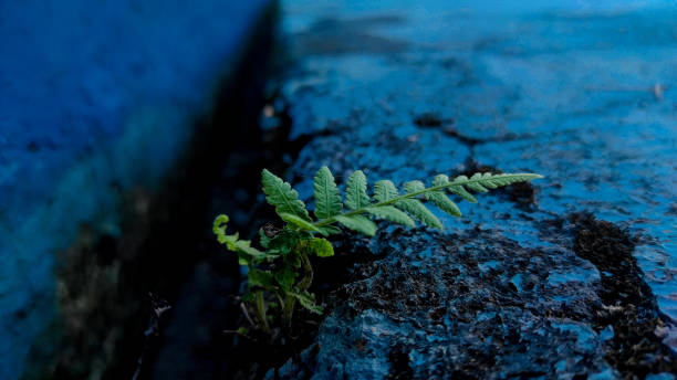 istock This is a plant that is exposed and left without treatment 1319481547