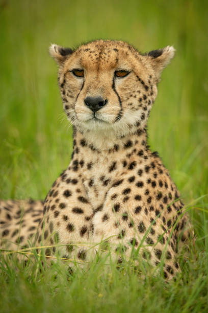 istock Close-up of cheetah lying with lifted head 1319481750