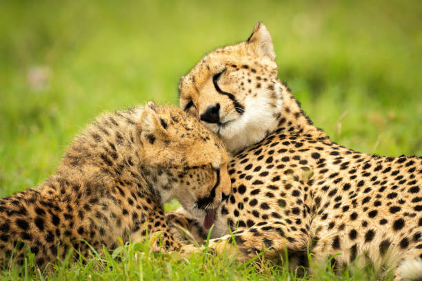 istock Close-up of cub washing cheetah lying down 1319481785