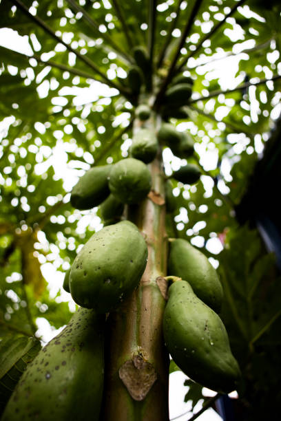 istock Vertical shot of green papayas hanging from a tree 1319481868