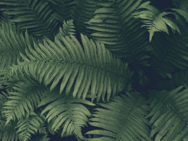istock Dark green fern leaves 1319481978