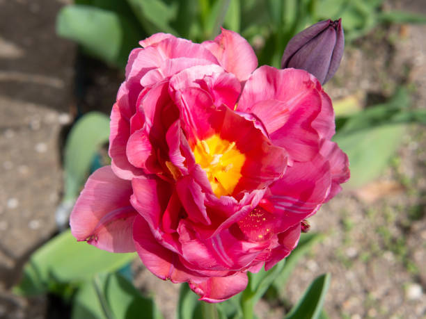 istock Pink-red double tulip flower close-up, spring flowers. 1319483062
