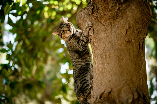 beautiful tabby cat climbs up the tree trunk. Close-up view. Blurred background. Copy space. Homeless animals