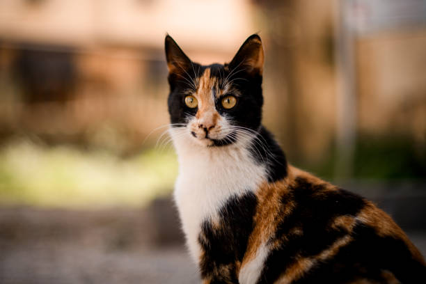 istock close-up of tricolor mongrel cat outdoors on blurred background 1319483288
