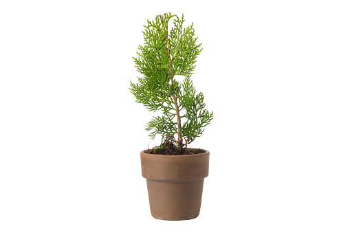 Chinese arborvitae - Platycladus orientalis - seedling in a pot, isolated on white. Type of evergreen thuja.