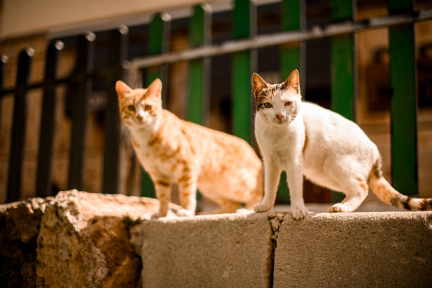 istock two mongrel cats are standing on large rocks and looking at the camera 1319484380