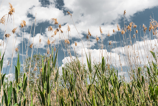View of reeds or common reed (Phragmites australis) with a blue sky and clouds in the background.