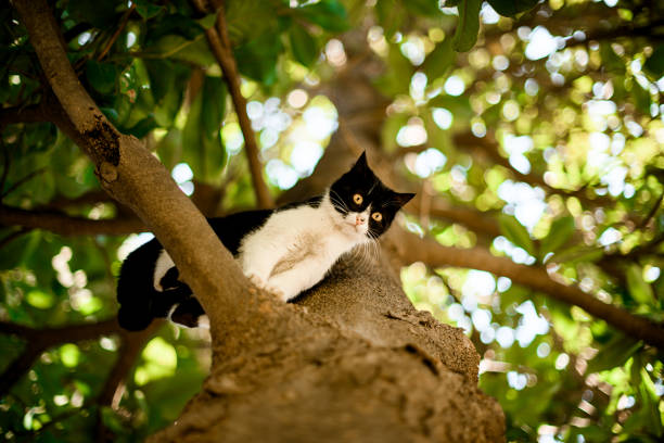 Curious cat smelling green pine needles from a festive holiday season tree