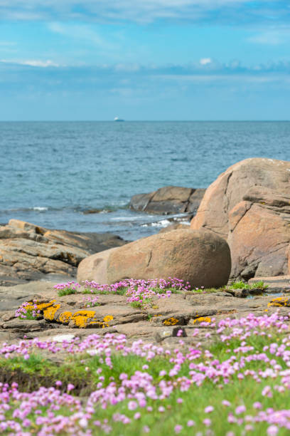 istock Armeria Maritima at Varberg coastline 1319485496
