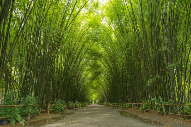 japanischer bambus-wald. hohe bäume bei arashiyama in reiseurlaub urlaub urlaub im freien in kyoto, japan. hohe bäume im naturpark. naturlandschaft hintergrund. - bamboo grove stock-fotos und bilder