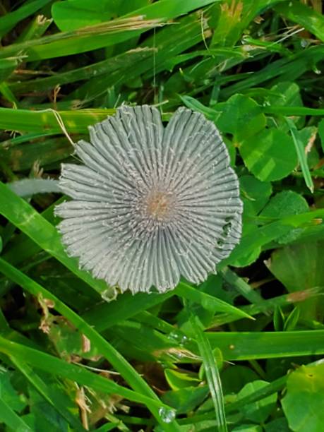 White lacy mushroom stock photo