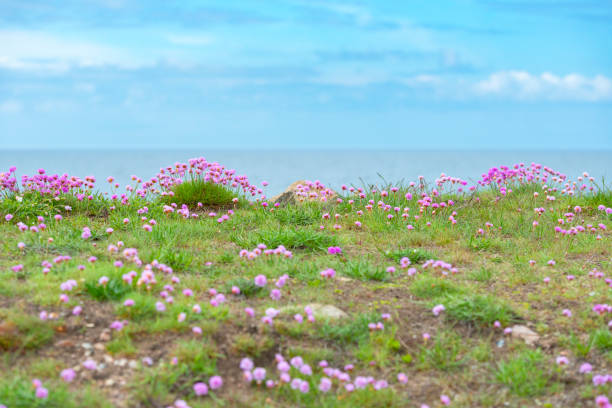 Sea Thrift at the coastline of Halland