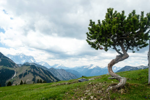 istock Lonely Slat Pine in the Ammergebirge 1319487069