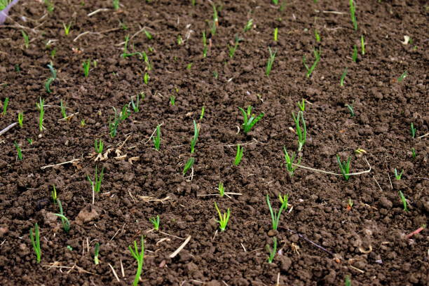istock young onion stalks in soil 1319487263
