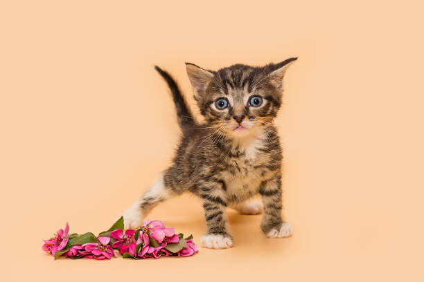istock Small gray, striped kitten and a flower 1319489186